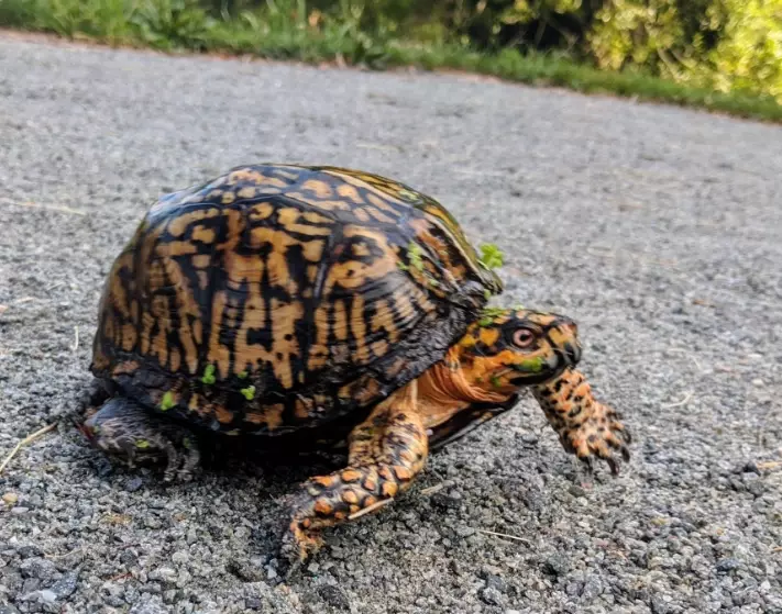 sea turtles in New York