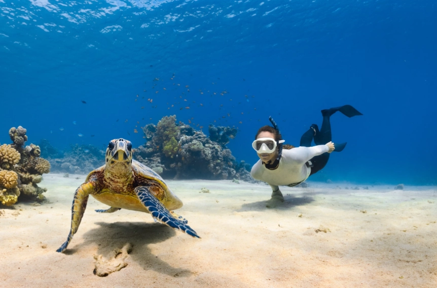 swim with sea turtles