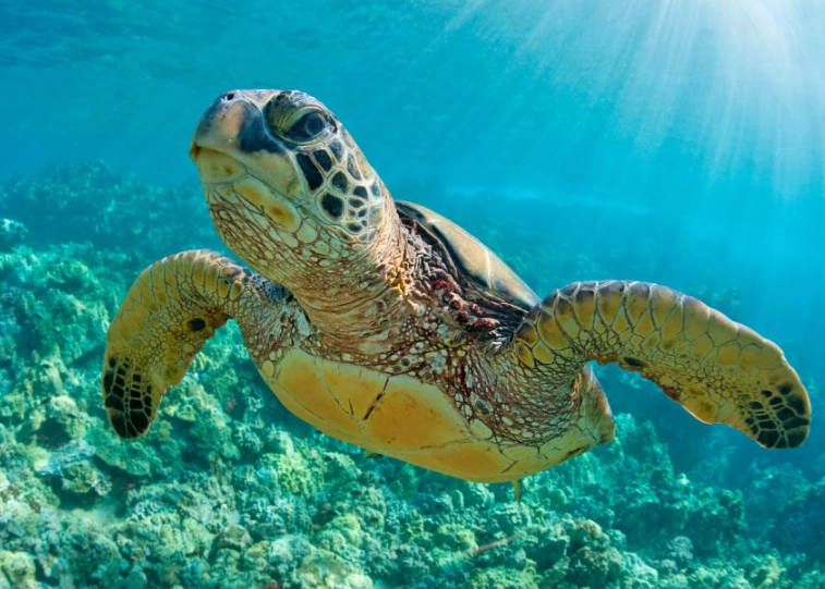 Caribbean sea turtle snorkeling