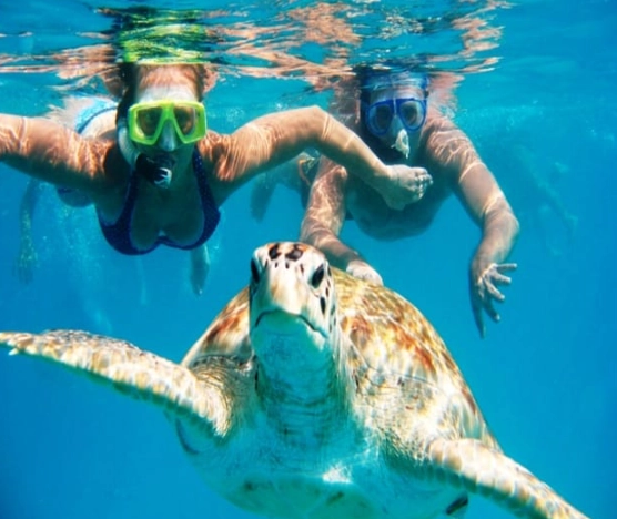 swim with sea turtles Miami