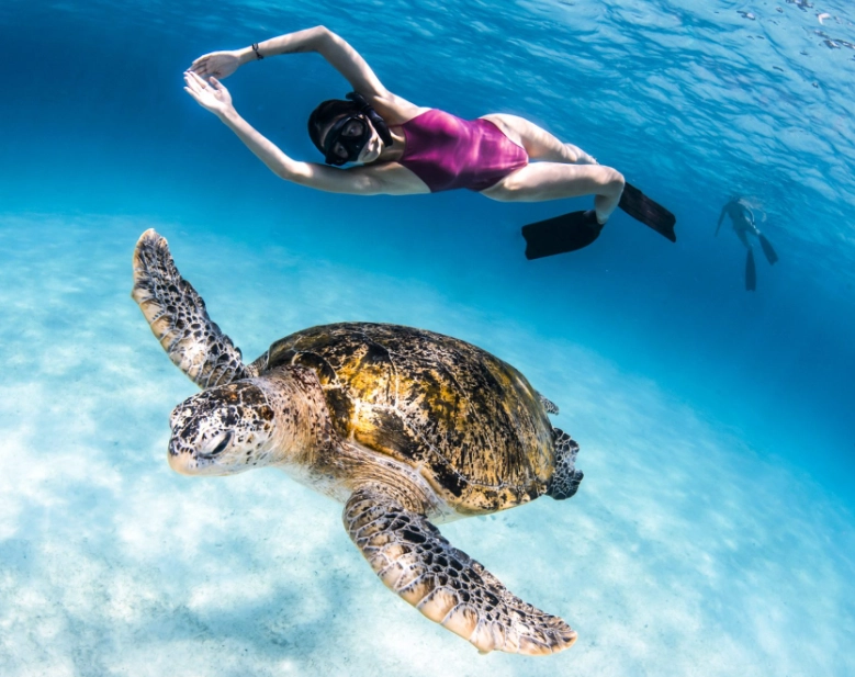 caretta caretta swimming Italy