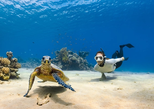 swim with sea turtles Miami