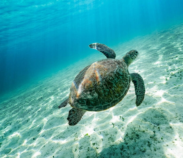 swim with turtles Europe