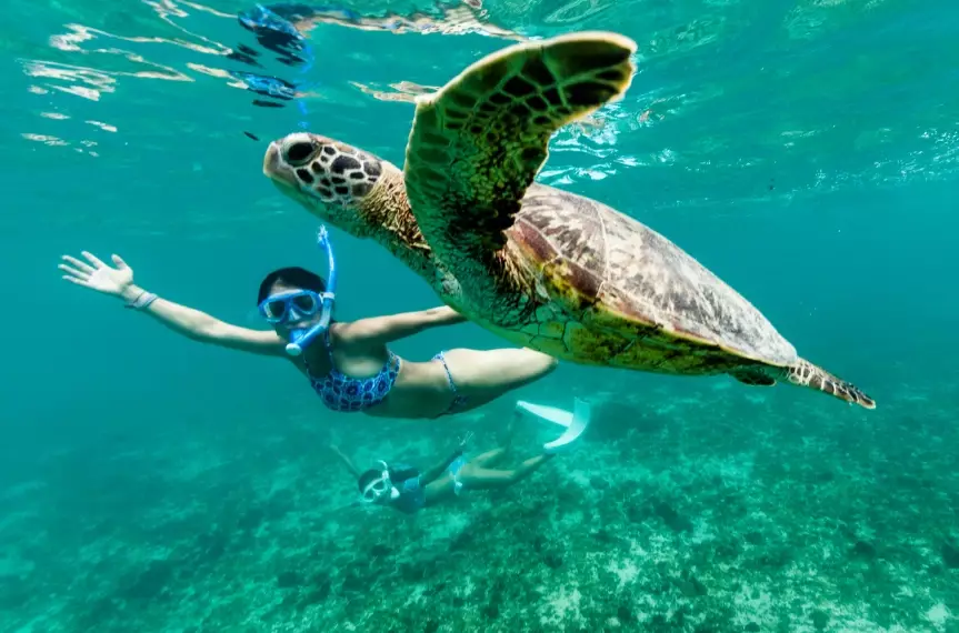 safe sea turtle interaction