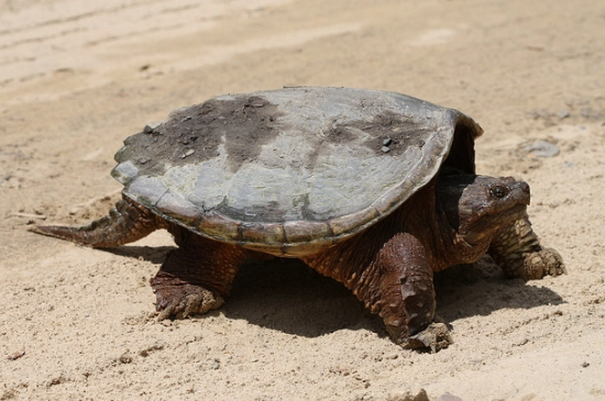 are there sea turtles in NY