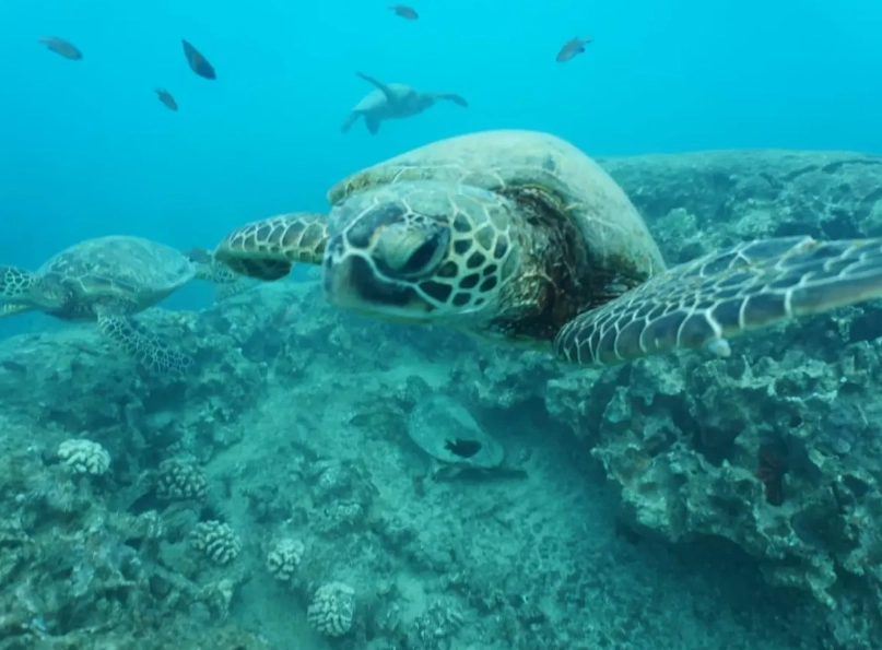 swim with sea turtles Caribbean