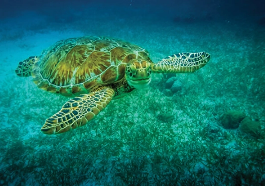 swim with sea turtles Caribbean