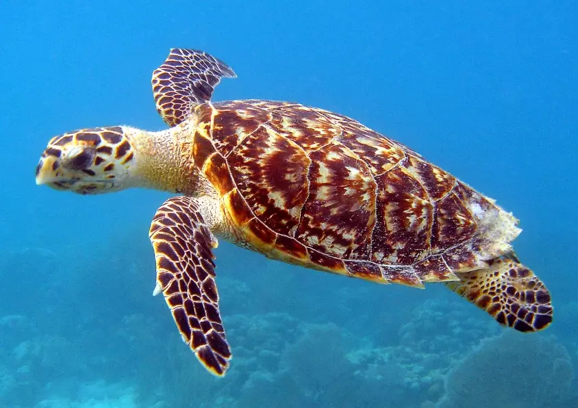 sea turtles in New York