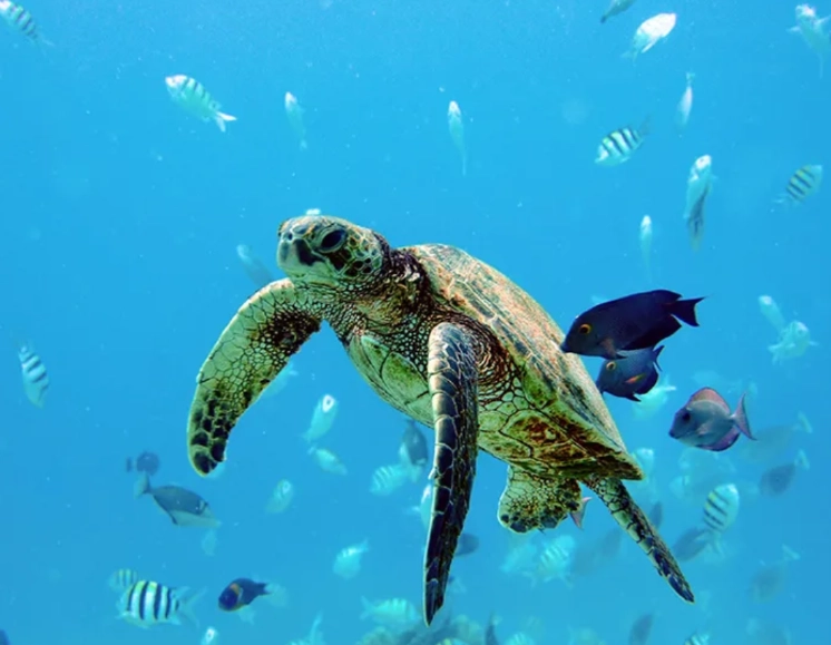 Hawaii turtle snorkeling spots