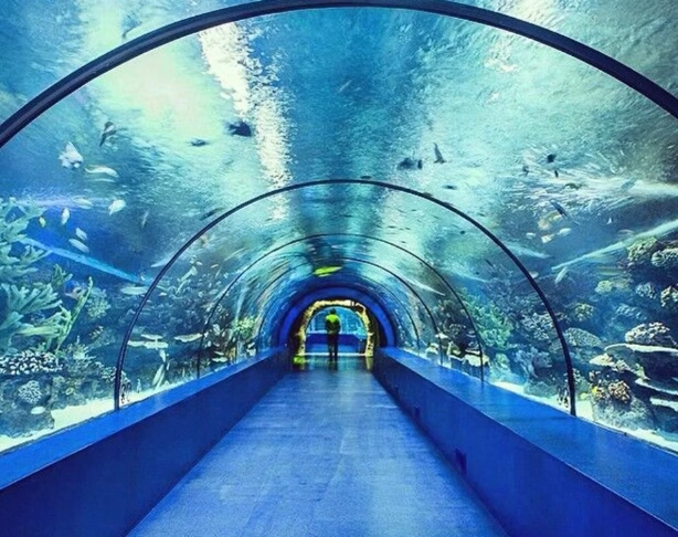 best ocean tunnel aquarium