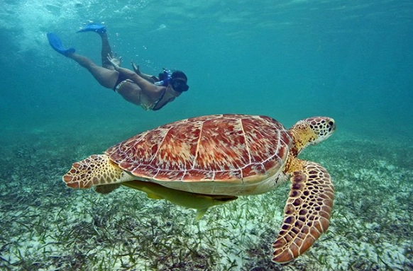 swim with sea turtles europe