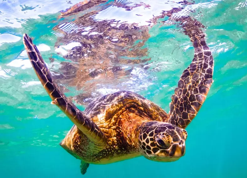 green sea turtles Hawaii