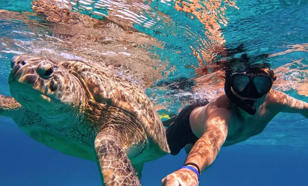 sea turtles Zakynthos