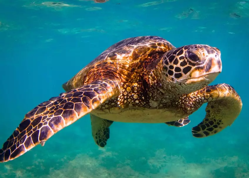 European sea turtle beaches