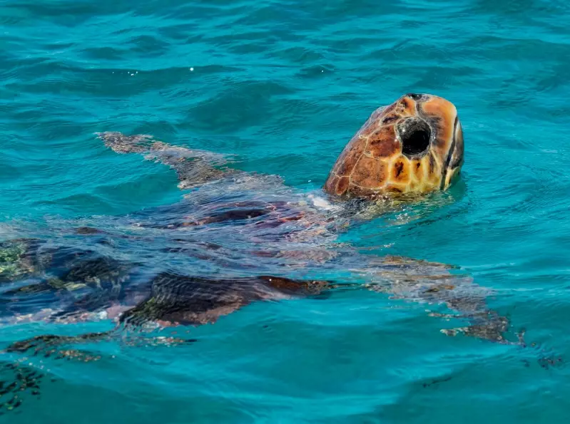 swim with sea turtles Greece
