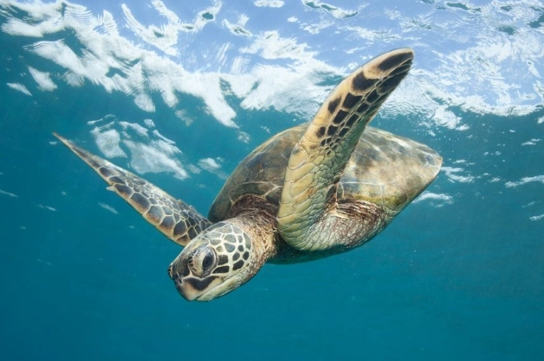 best place to swim with sea turtles in Hawaii