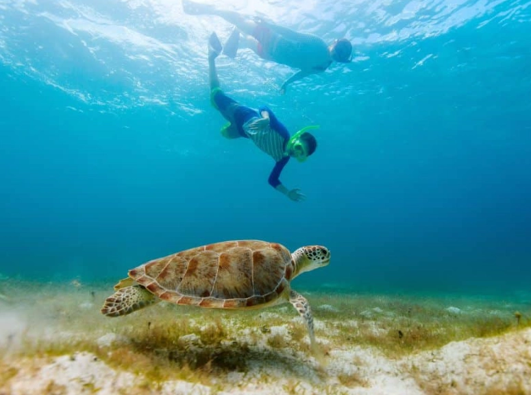 Greece turtle snorkeling