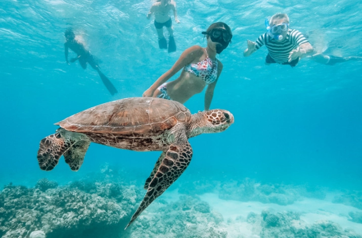 Hawaii turtle snorkeling spots