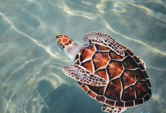 Greece turtle snorkeling
