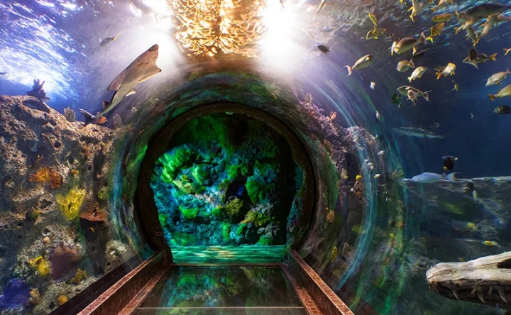 walkthrough aquarium experience