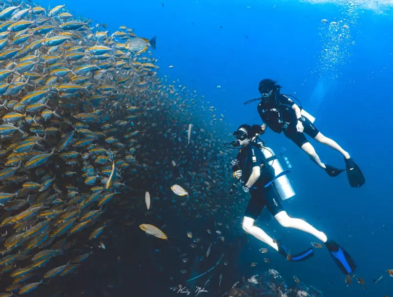 Koh Tao diving