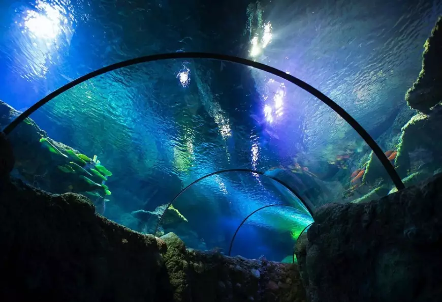 walkthrough aquarium experience