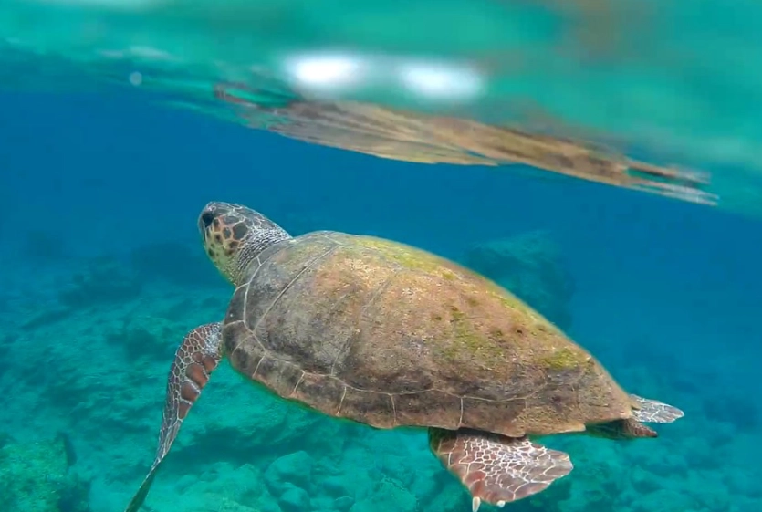 sea turtles Zakynthos