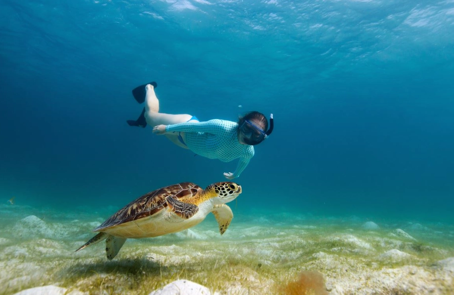 sea turtle snorkeling europe cost