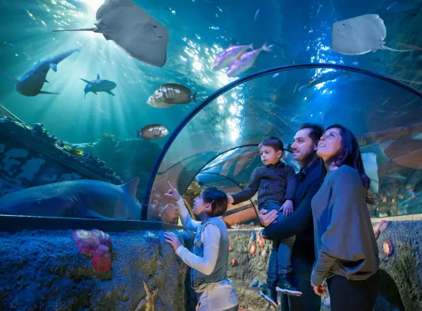 best ocean tunnel aquarium