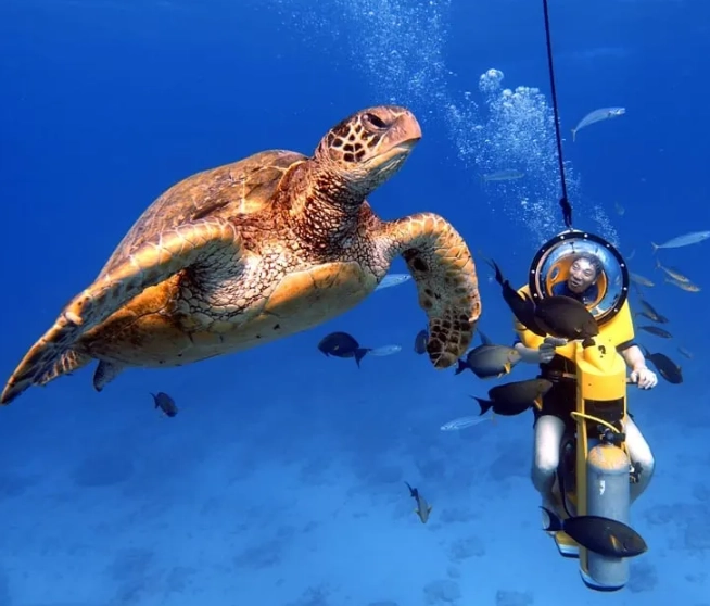 green sea turtles Hawaii