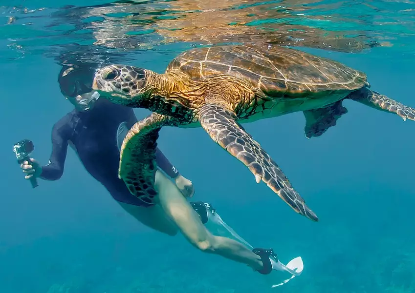best places to swim with turtles in europe
