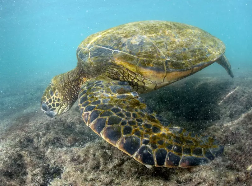 European sea turtle beaches