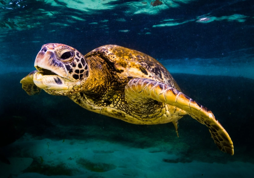 European sea turtle beaches