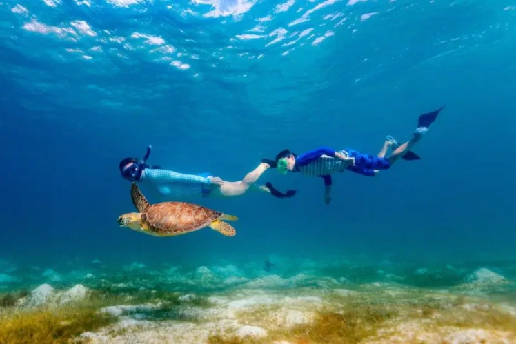 swim with sea turtles europe