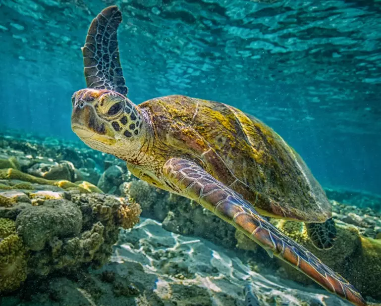 swim with sea turtles florida keys