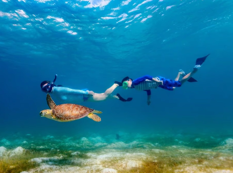 swim with sea turtles florida keys