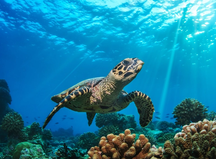 best places to see sea turtles florida