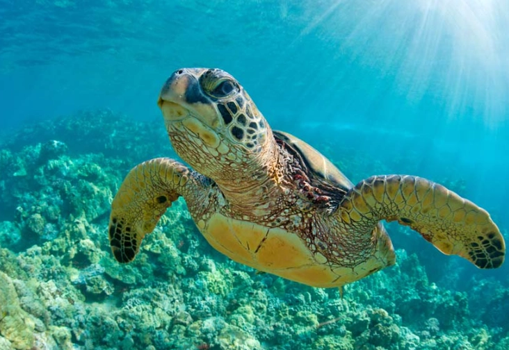 best places to see sea turtles florida