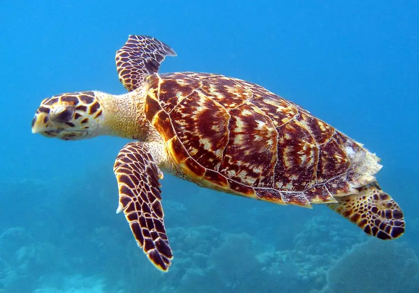 sea turtle watching Europe