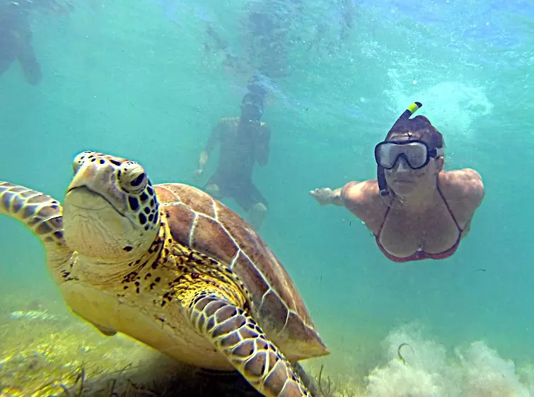 swim with sea turtles