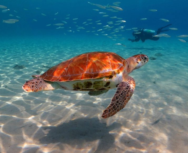 sea turtle watching guide