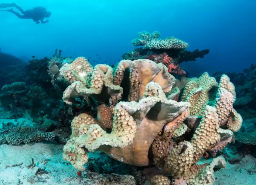 coral bleaching effects on humans