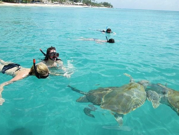 hawksbill turtle encounter