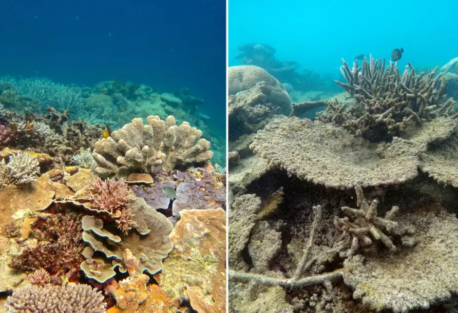 marine biodiversity loss