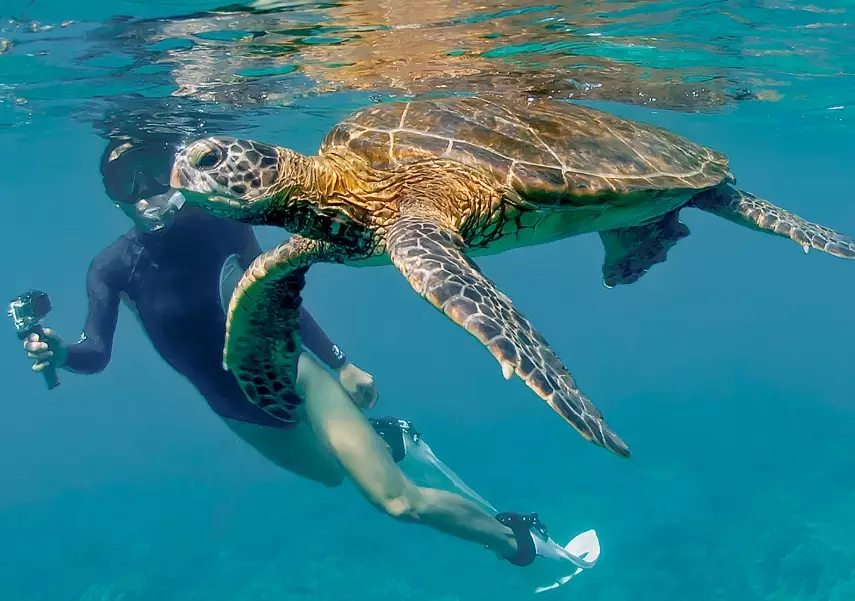 best places to see sea turtles best places to see sea turtles