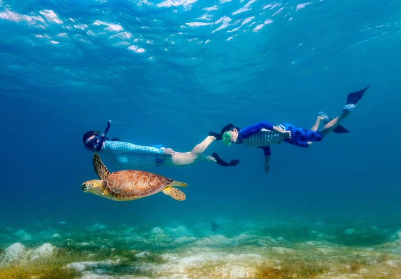 sea turtle snorkeling tours sea turtle snorkeling tours