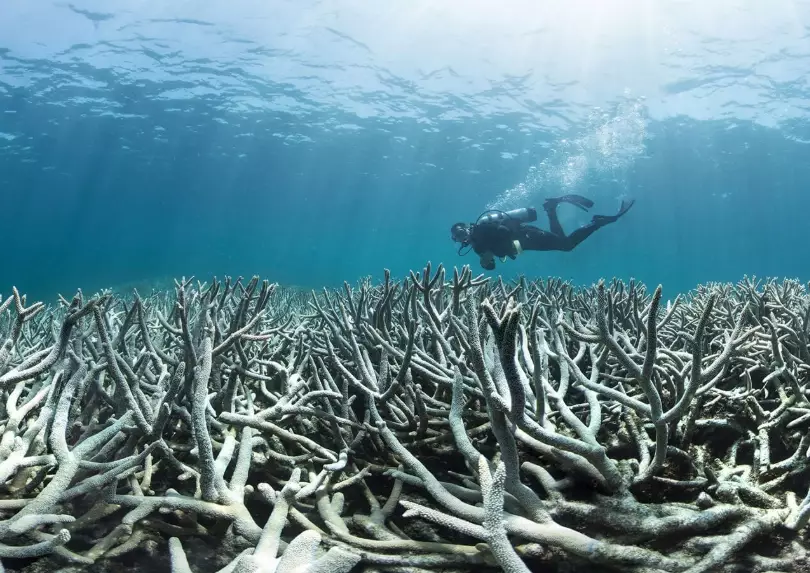 coral bleaching human impact