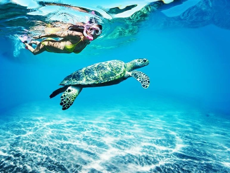 Caribbean turtle snorkeling