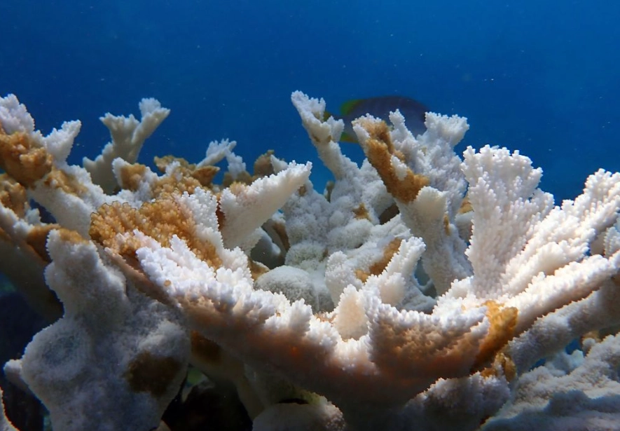coral bleaching effects