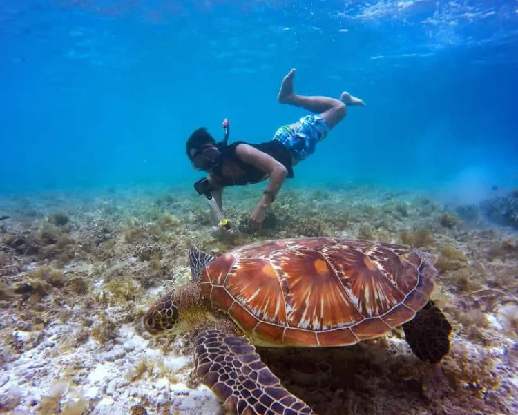 best places to see sea turtles best places to see sea turtles